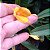 Masdevallia Angel Frost - Imagem 4