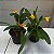 Masdevallia Angel Frost - Imagem 7