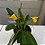 Masdevallia Angel Frost - Imagem 8