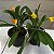 Masdevallia Angel Frost - Imagem 3