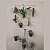 Tela para Pendurar Orquídeas 1m x 0,5m - Imagem 2