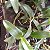 Cattleya Chocolate drop (Cattleya guttata × Guarianthe aurantiaca) - Imagem 4
