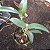 Cattleya Chocolate drop (Cattleya guttata × Guarianthe aurantiaca) - Imagem 2
