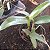 Cattleya Chocolate drop (Cattleya guttata × Guarianthe aurantiaca) - Imagem 3