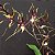 Miltassia kauai's choice Orquídea Aranha Negra - Imagem 1