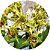 Dendrobium polysema - Imagem 2