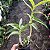 Dendrobium sanderae - Imagem 5