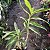 Dendrobium sanderae - Imagem 2