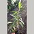 Dendrobium sanderae - Imagem 4