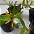 Dinema polibulbo (polybulbon) - Imagem 12