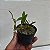 Dinema polibulbo (polybulbon) - Imagem 3