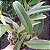 Cattleya Muda Adulta entouceirada (cores variadas) - Imagem 1