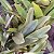 Cattleya Muda Adulta entouceirada (cores variadas) - Imagem 2