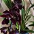 Cymbidium black shower (Orquídea Negra) - Imagem 6