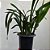 Cymbidium black shower (Orquídea Negra) - Imagem 2