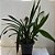 Cymbidium black shower (Orquídea Negra) - Imagem 3