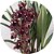 Cymbidium black shower muda Orquídea Negra - Imagem 5