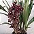 Cymbidium black shower muda Orquídea Negra - Imagem 8