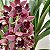 Cymbidium black shower muda Orquídea Negra - Imagem 10