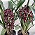 Cymbidium black shower muda Orquídea Negra - Imagem 2