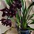 Cymbidium black shower (Orquídea Negra) - Imagem 7