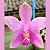 Phalaenopsis violacea - Imagem 8