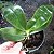 Phalaenopsis violacea - Imagem 2
