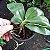 Phalaenopsis violacea - Imagem 6