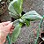 Phalaenopsis violacea - Imagem 4