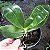 Phalaenopsis violacea - Imagem 3