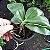 Phalaenopsis violacea - Imagem 7