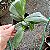 Phalaenopsis violacea - Imagem 5