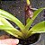 Paphiopedilum philippinense x sanderianum (Sapatinho) - Imagem 3