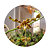 Dendrobium helix - Imagem 3