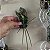 KIT MINI ORQUÍDEAS - Imagem 3
