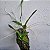 KIT MINI ORQUÍDEAS - Imagem 7