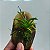 KIT MINI ORQUÍDEAS - Imagem 8