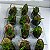 KIT MINI ORQUÍDEAS - Imagem 9
