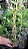 Dendrobium albiflorum muda - Imagem 2