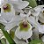 Dendrobium albiflorum muda - Imagem 1