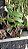 Dendrobium albiflorum muda - Imagem 6
