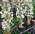 Dendrobium albiflorum muda - Imagem 3
