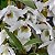 Dendrobium albiflorum muda - Imagem 5
