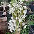 Dendrobium albiflorum muda - Imagem 4