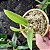 Sophronitis coccinea (Cattleya coccinea) - Imagem 2