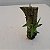 Sophronitis coccinea (Cattleya coccinea) - Imagem 5