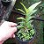 Epidendrum vermelha - Imagem 4