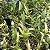 Epidendrum vermelha - Imagem 10