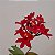 Epidendrum vermelha - Imagem 6