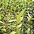 Epidendrum vermelha - Imagem 9
